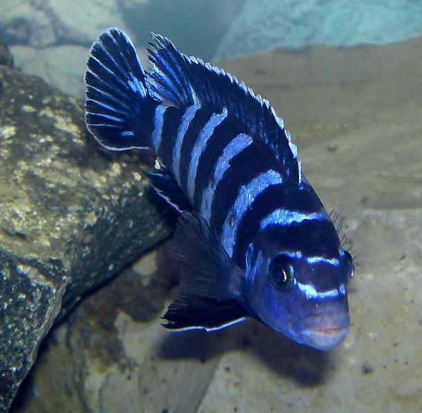 Dwarf Mbuna