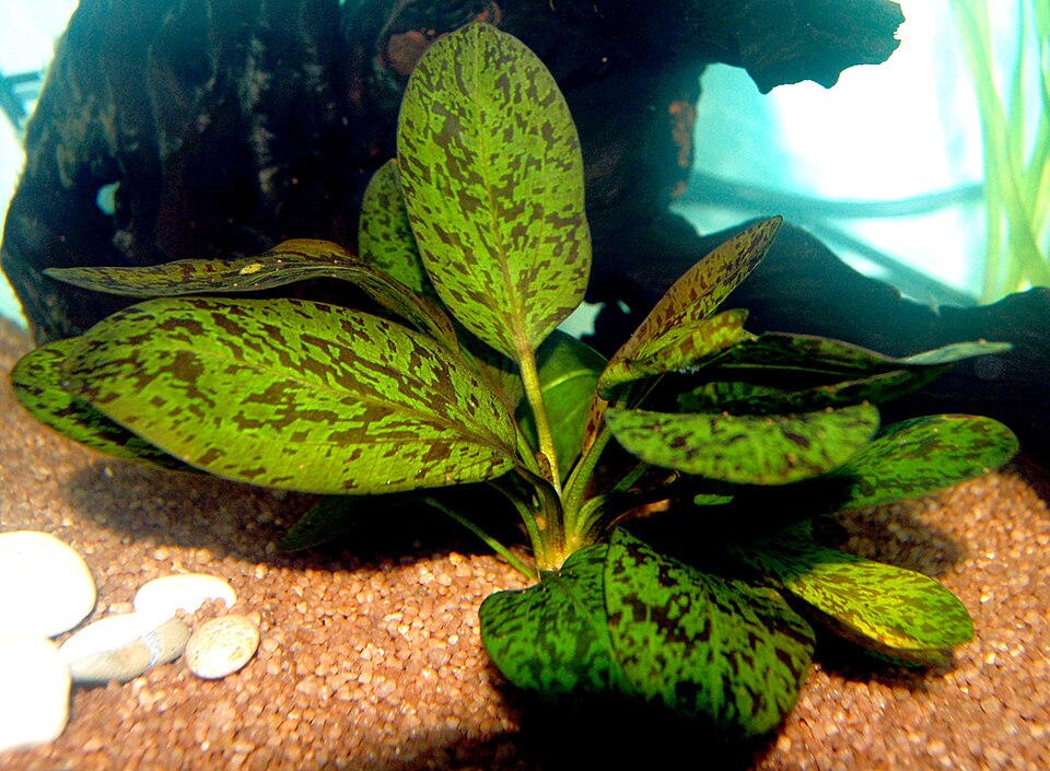 Echinodorus 'Ozelot'