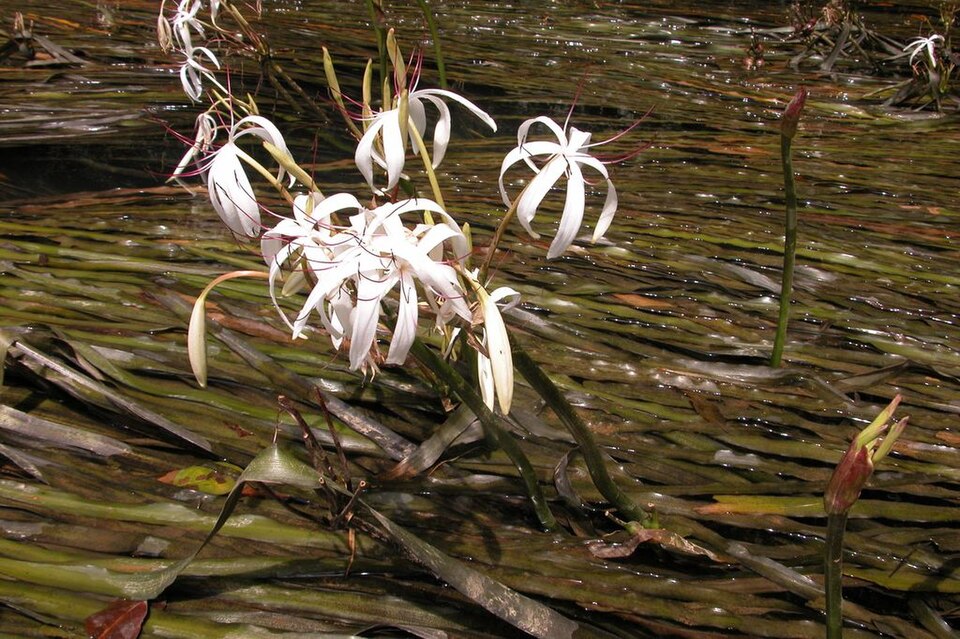 Crinum Thaianum