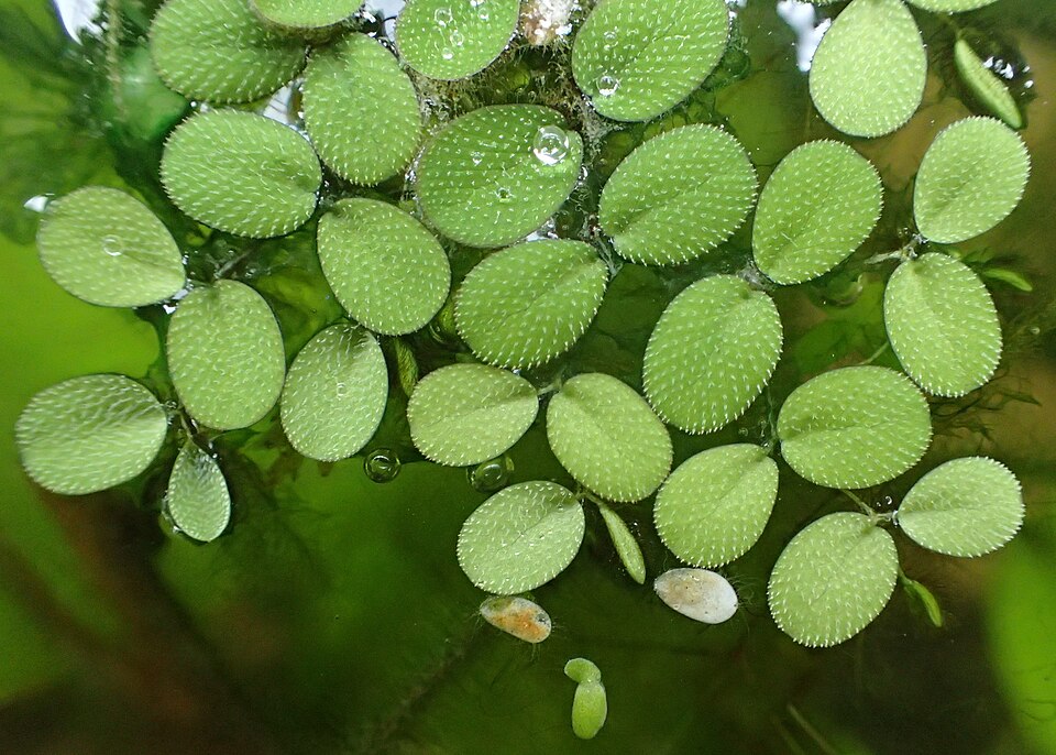 Salvinia Minima