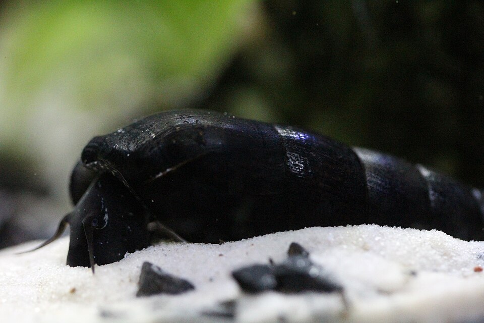 Black Devil Snail