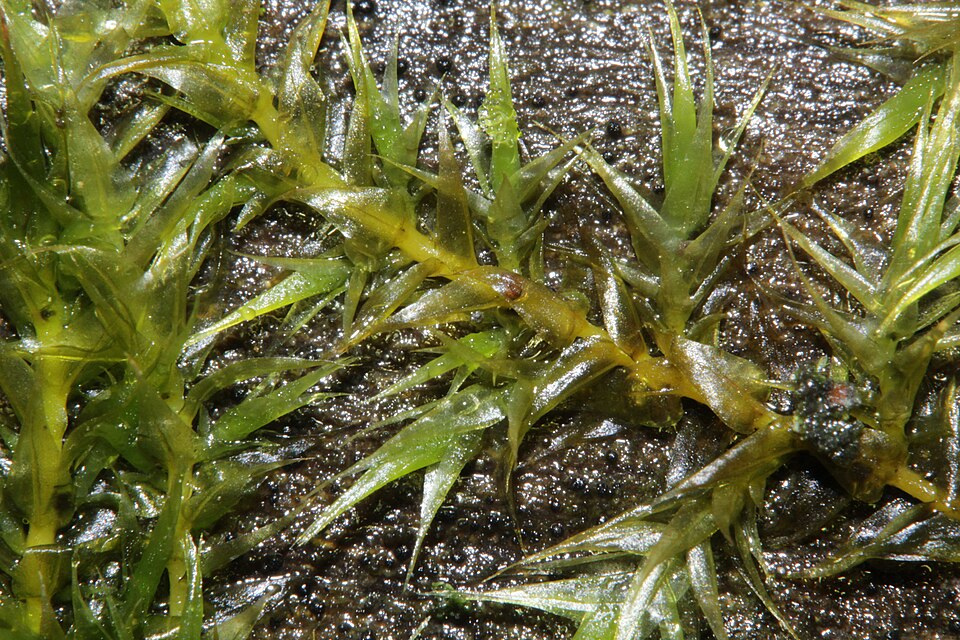 Leptodictyum Riparium