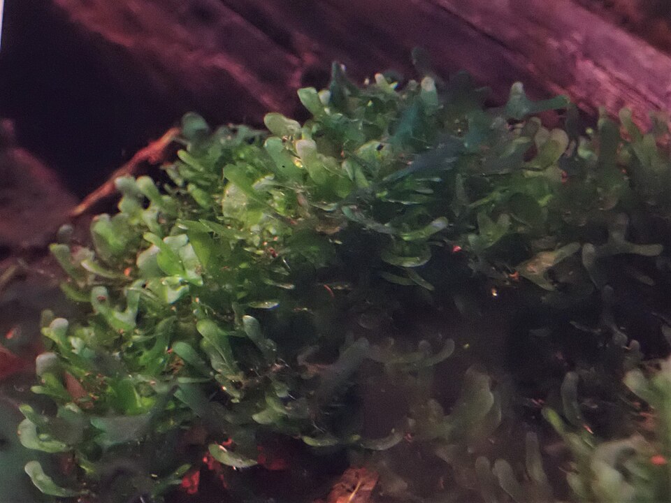 Monosolenium Tenerum