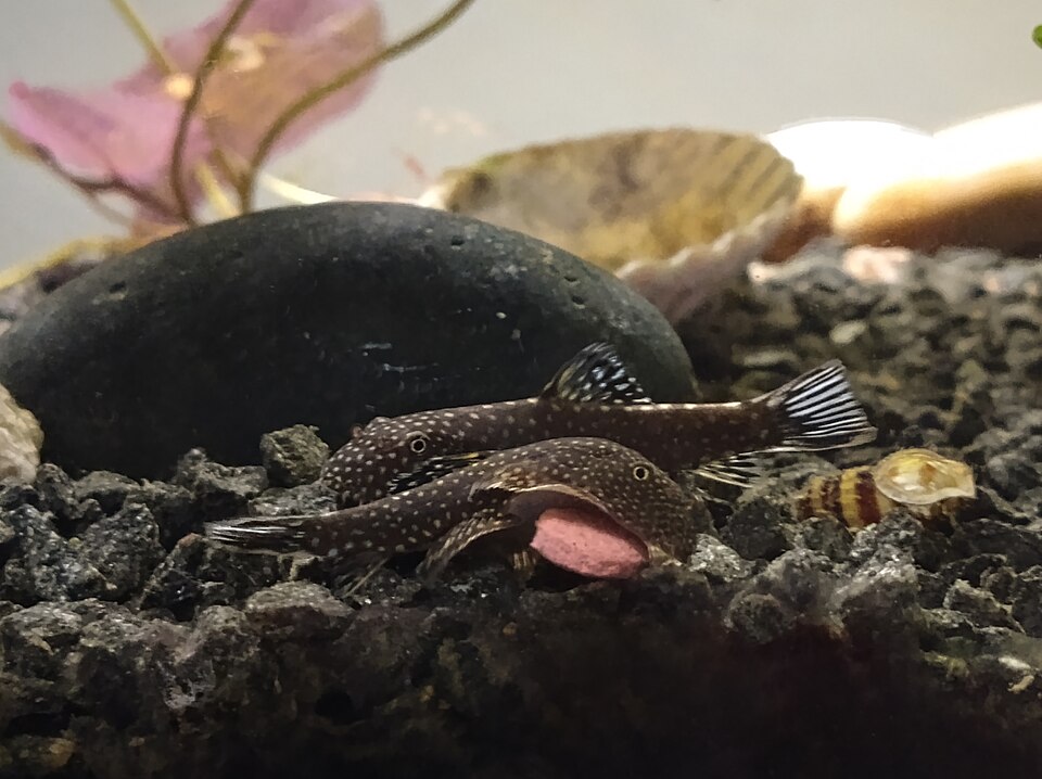 Borneo Hillstream Loach