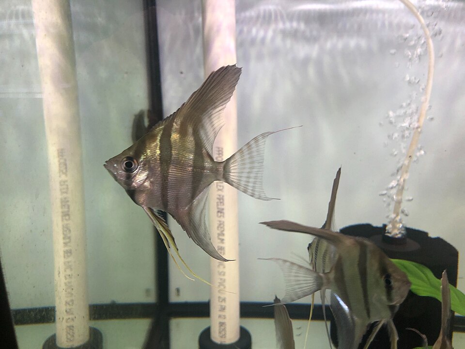 Altum Angelfish