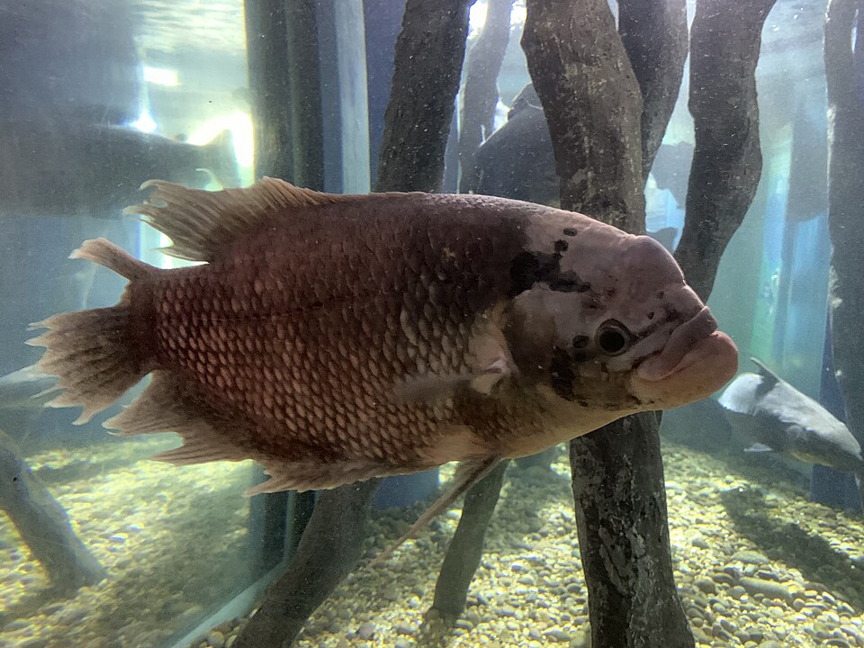 Giant Gourami