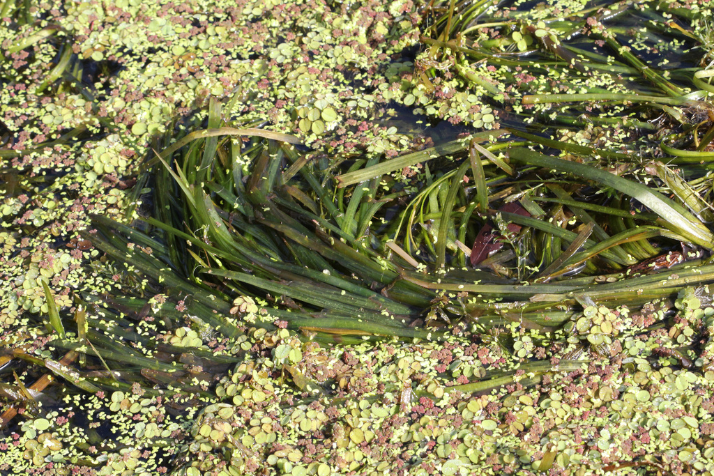 Vallisneria