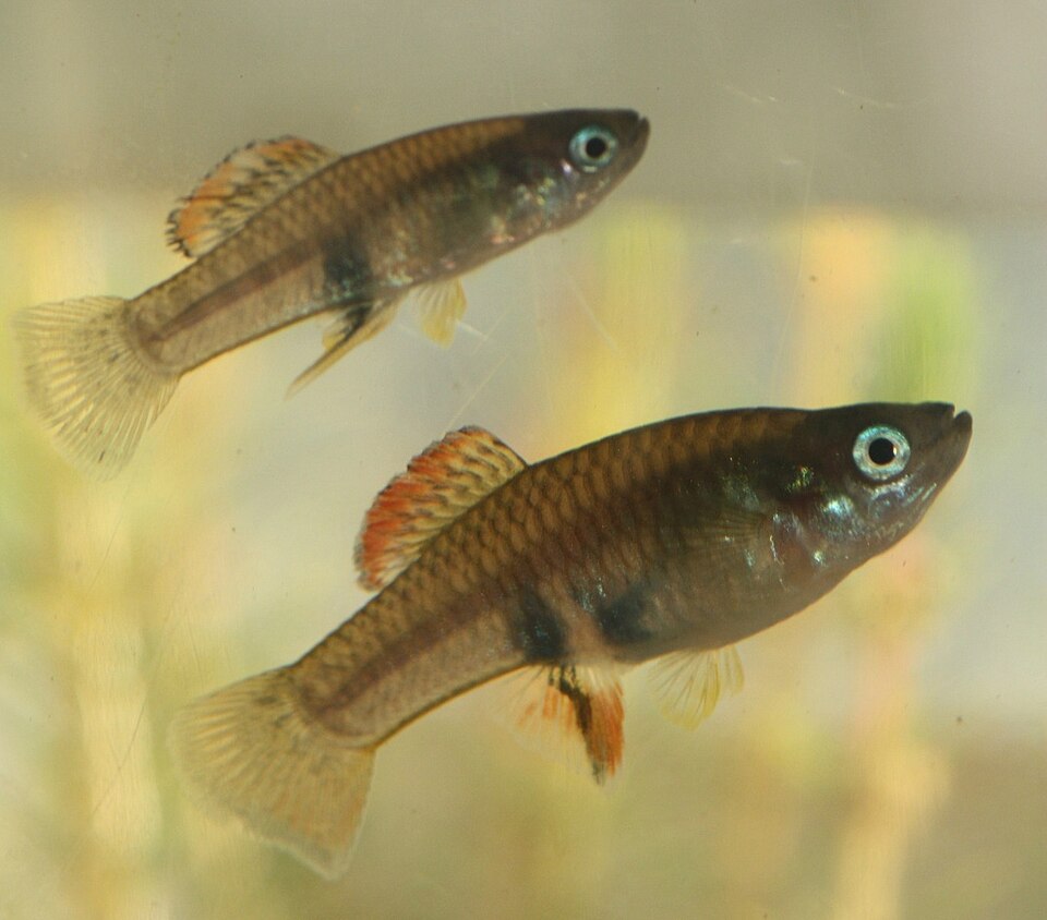 Cardinal Toothcarp
