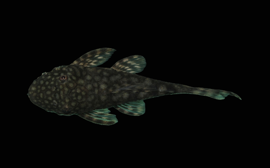 Bristlenose Pleco