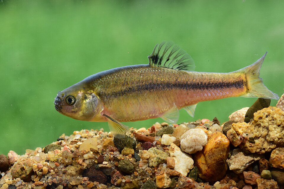 Fathead Minnow