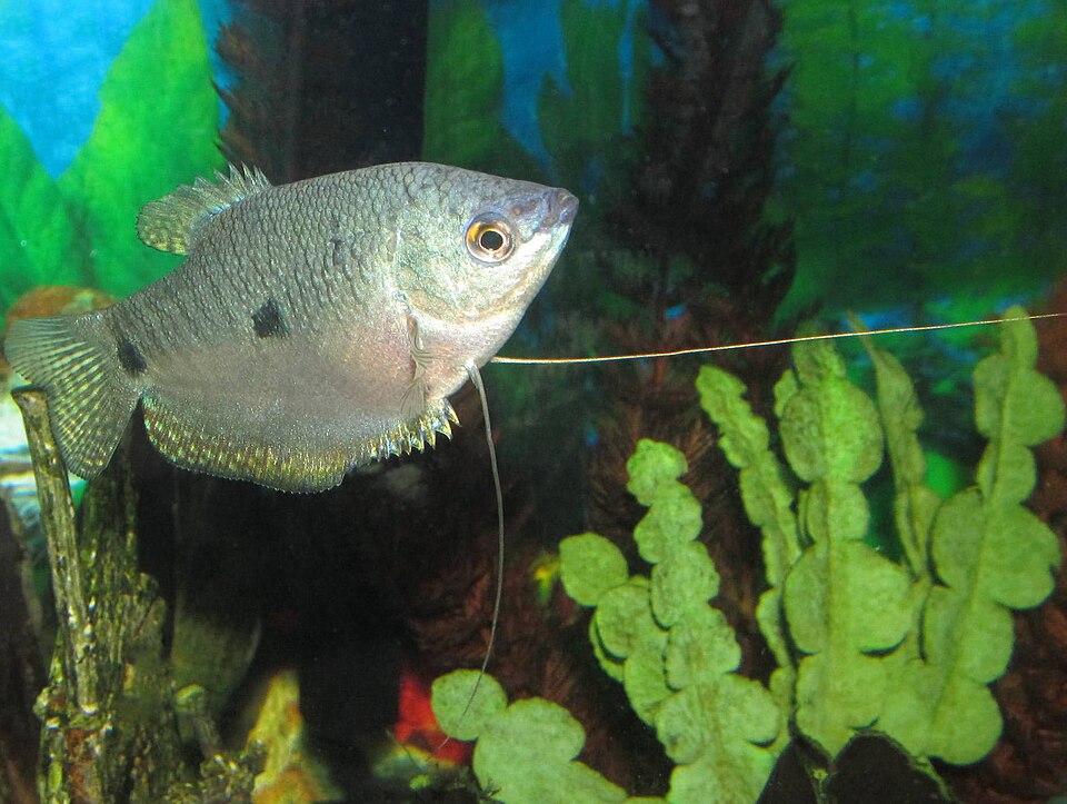 Three Spot (Blue) Gourami