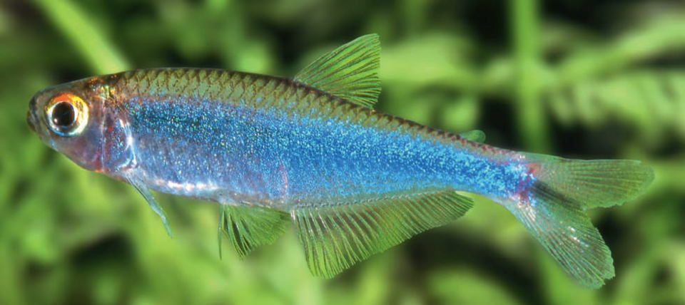 Blue Tetra