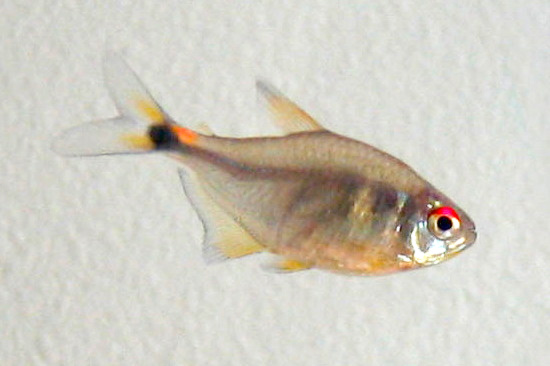 Head-And-Taillight Tetra