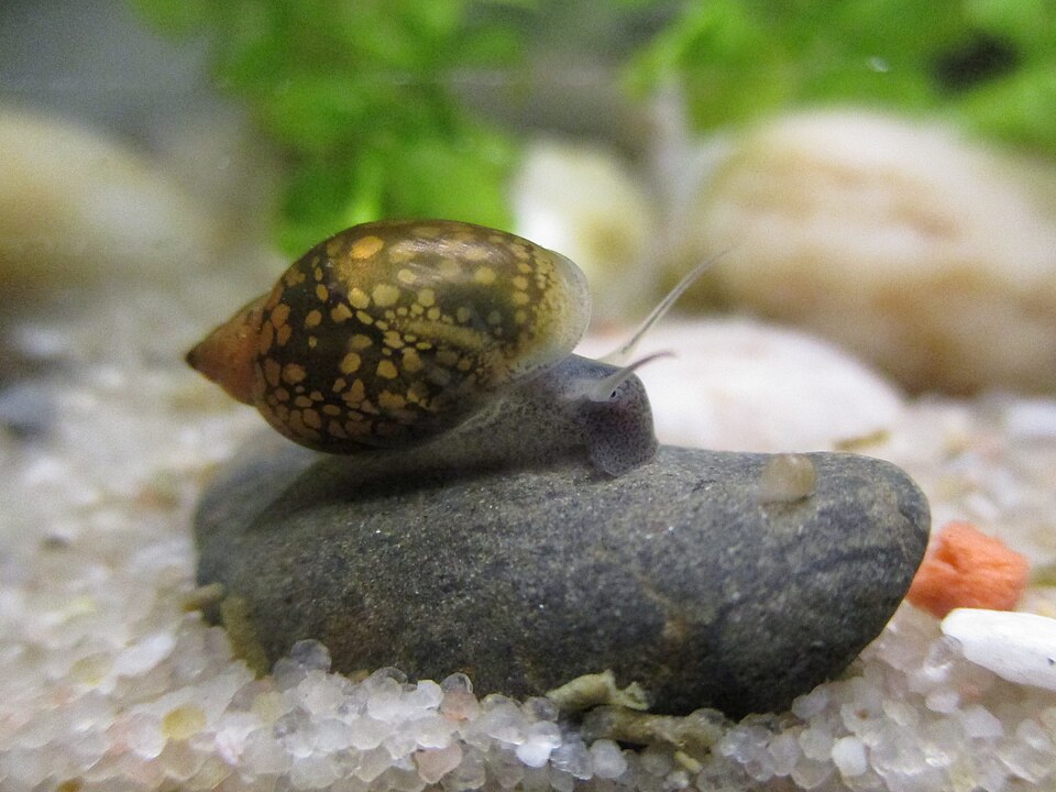 Bladder Snail