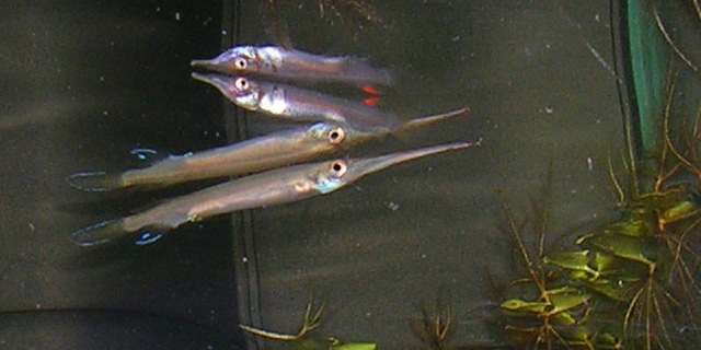 Forest Halfbeak
