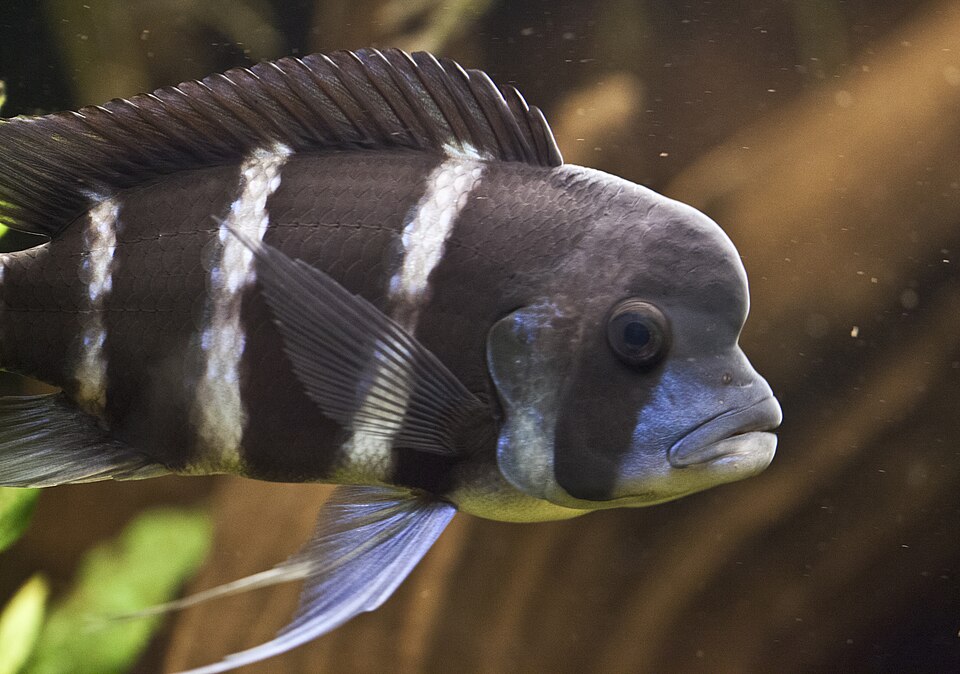 Frontosa Cichild