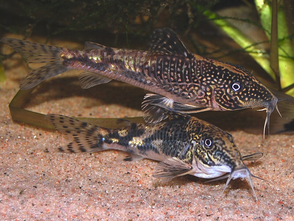 Bearded Corydoras
