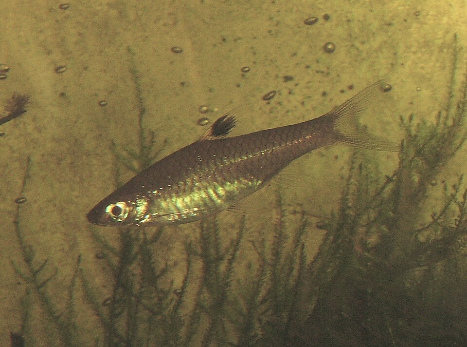 Eyespot Rasbora