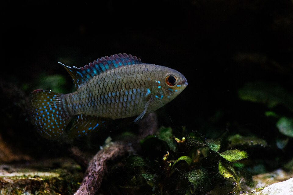 Dwarf Flag Cichlid