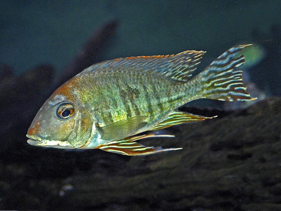 Eartheater Cichlid