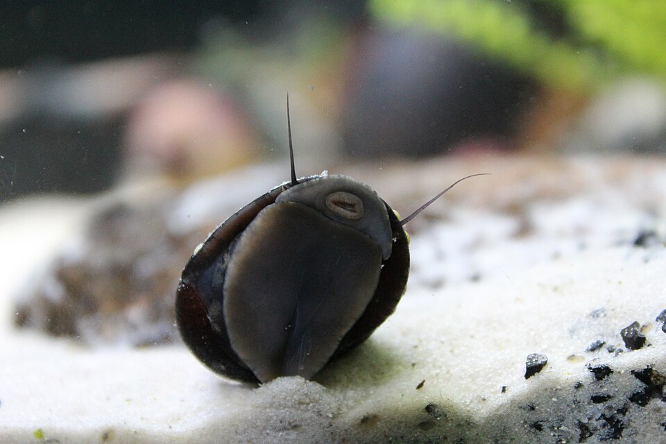 Dusky Nerite Snail