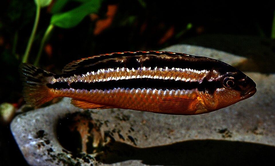 Chipokee Cichlid
