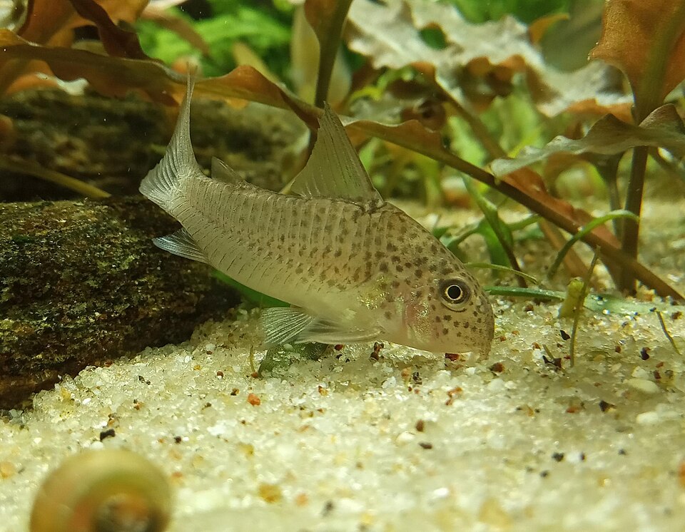 Xingu Cory