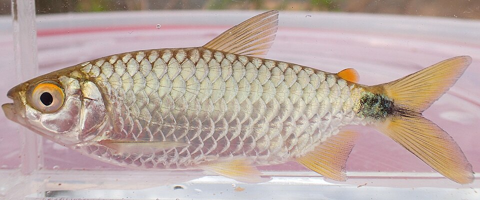 Spot-Tail Tetra