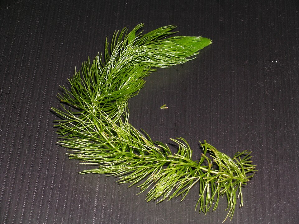 Hornwort