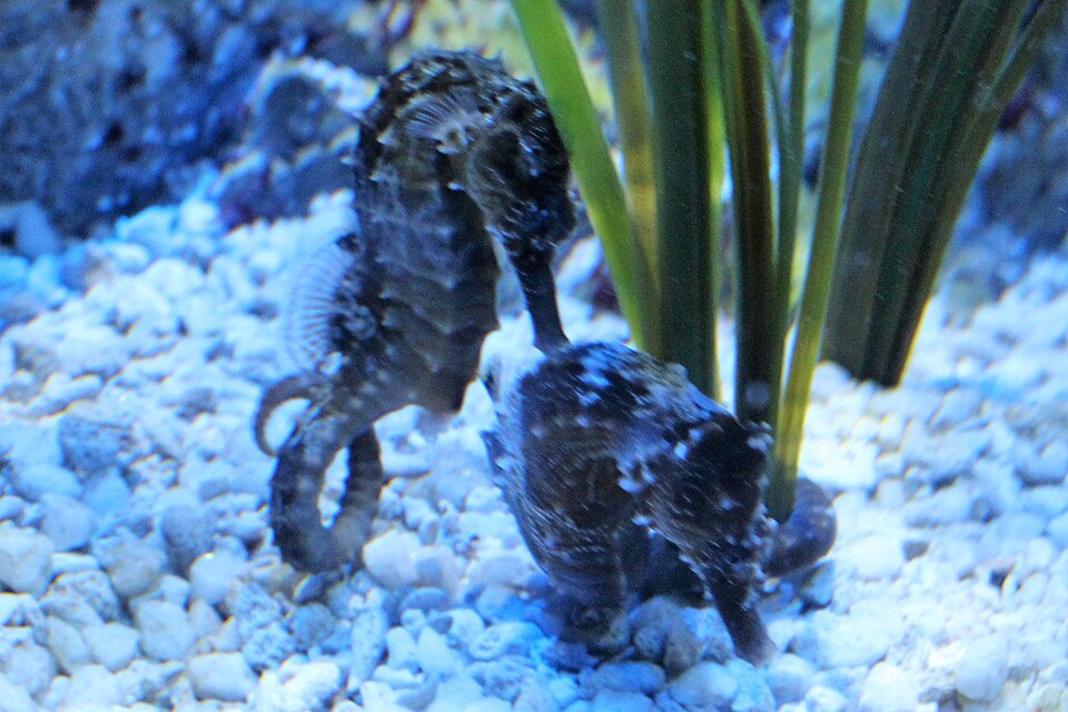 Lined Seahorse