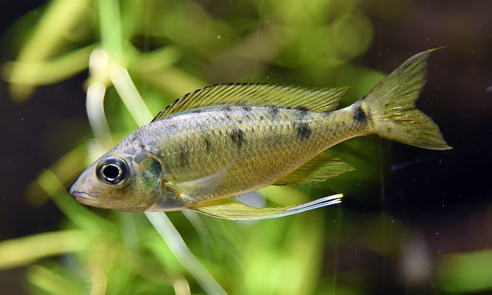 Featherfin Cichlid