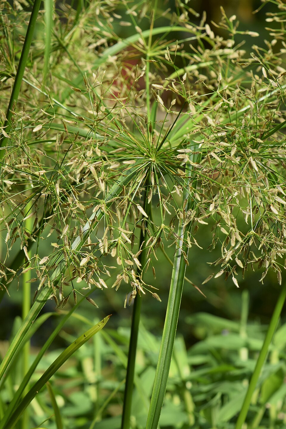 Cyperus Helferi