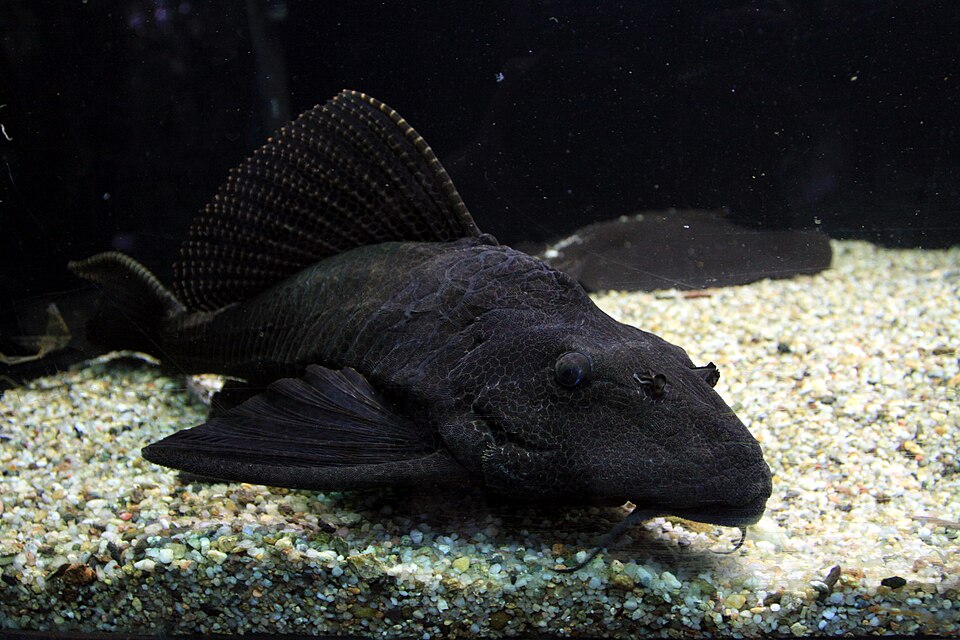 Leopard Sailfin Pleco