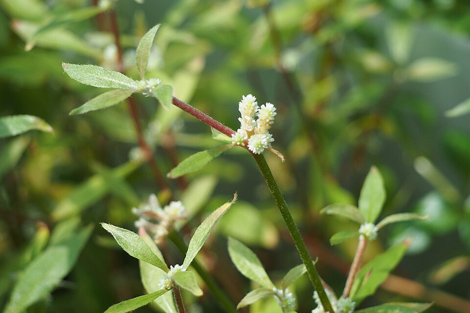 Alternanthera Reineckii