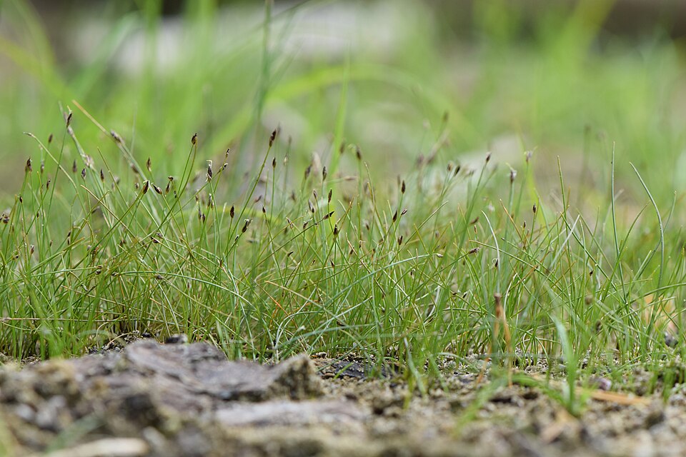 Eleocharis Acicularis