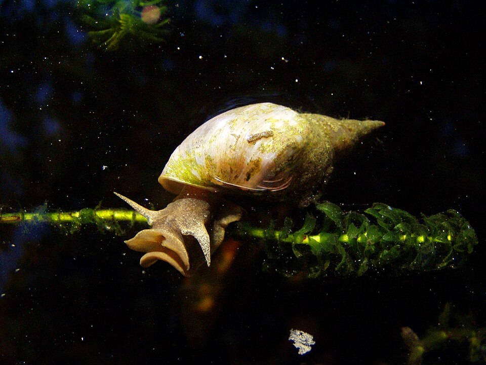Great Pond Snail