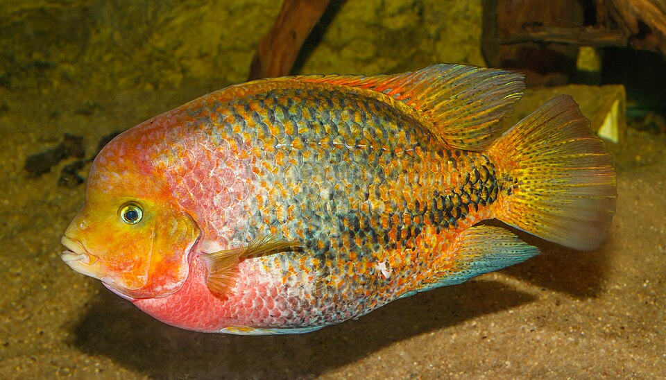 Redhead Cichlid