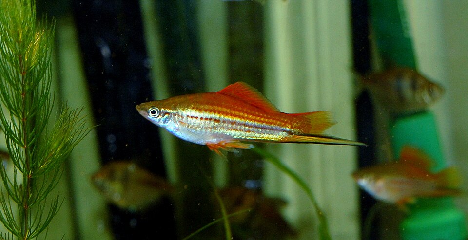 Swordtail