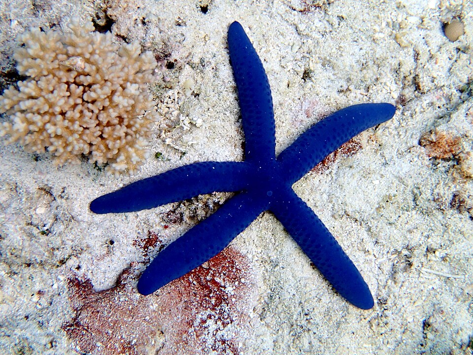 Blue Linckia Starfish