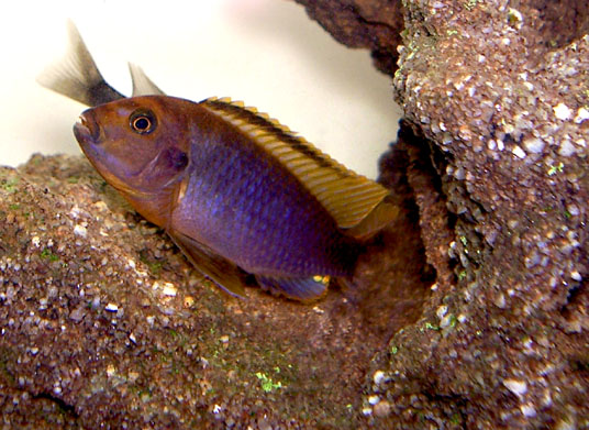 Rusty Cichlid