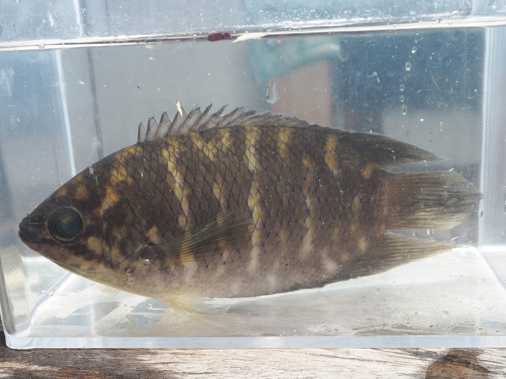 Malay Combtail Gourami