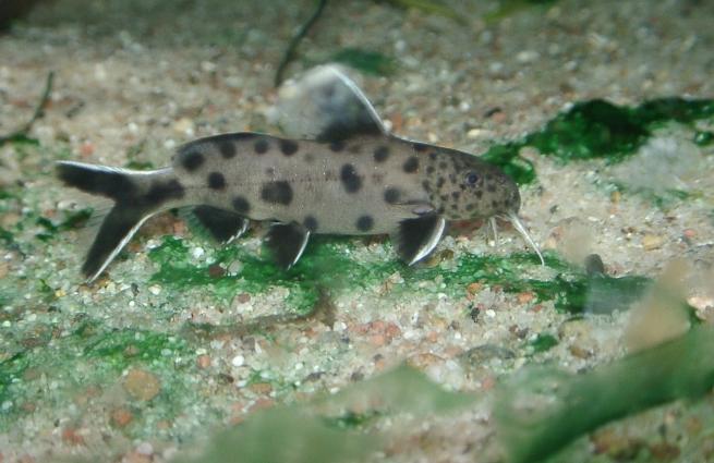 Even-Spotted Squeaker