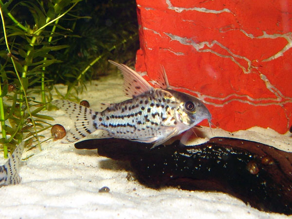 Schwartz's Corydoras