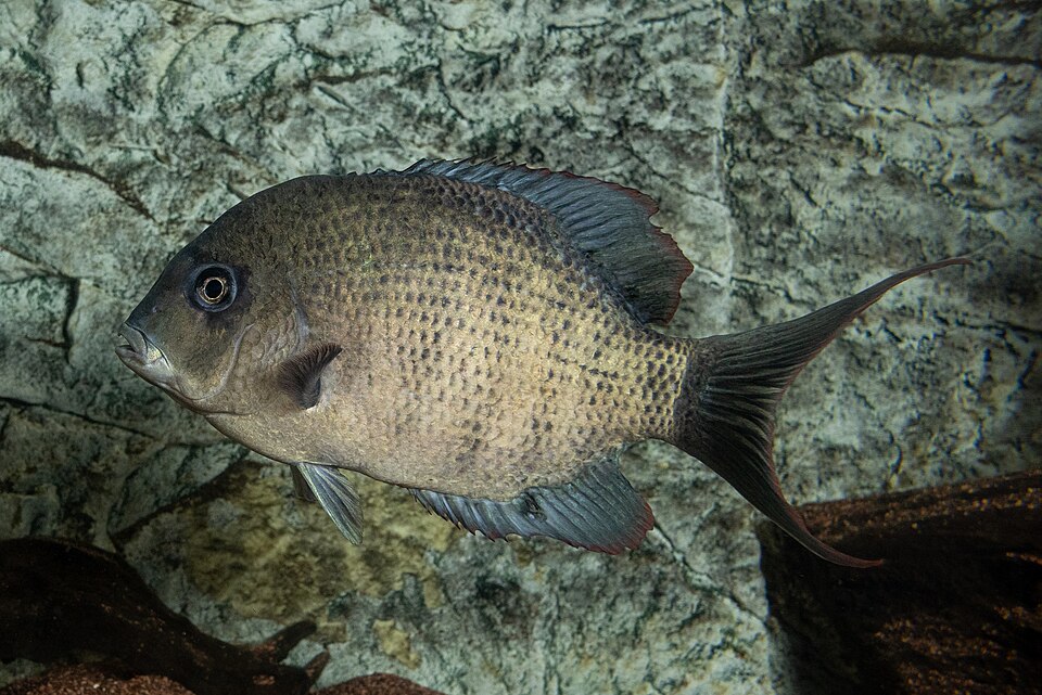 Pinstripe Damba Cichlid