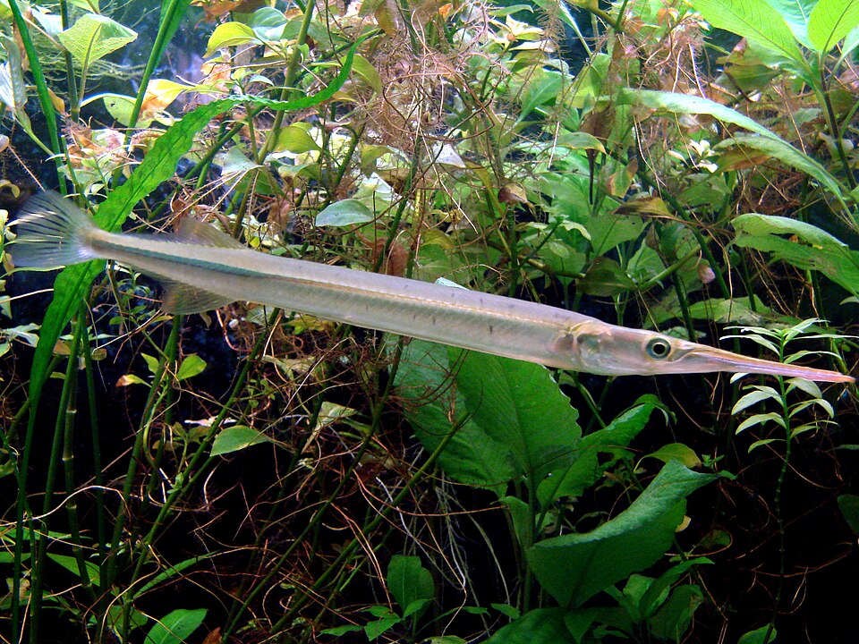 Freshwater Needlefish