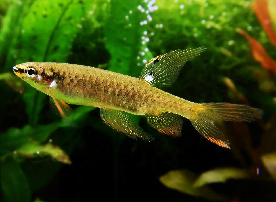 Splash Tetra