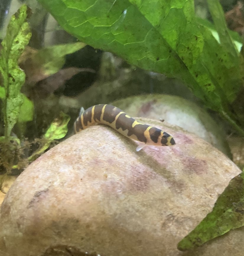 Kuhli Loach
