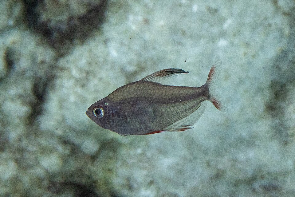 Ornate Tetra
