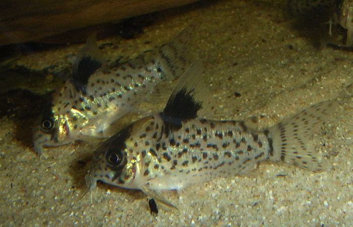Xingu Corydoras