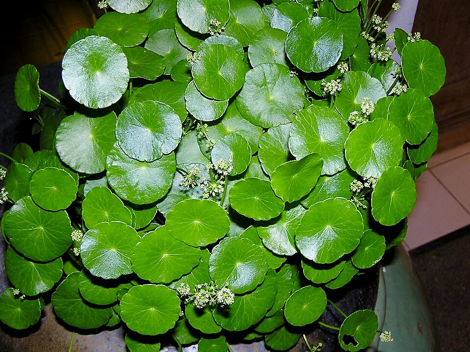 Hydrocotyle Verticillata